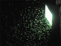 Karadeniz zekası sineği bitirdi