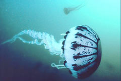 Ölü deniz anası 150 kişiyi yaraladı