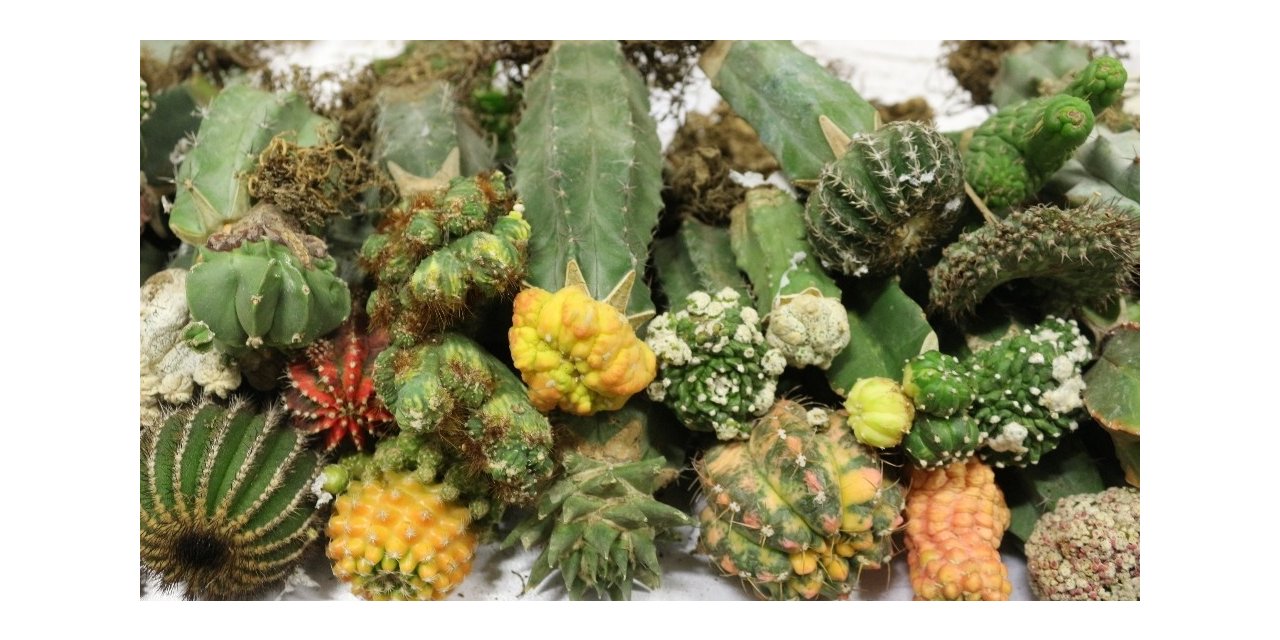 Esendere Gümrük Kapısında 113 kilogram uyuşturucu ele geçirildi