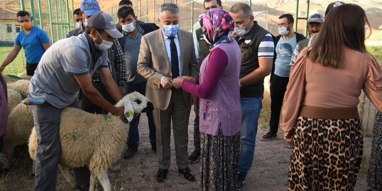 Kayseri’de damızlık koçların dağıtımına başlandı