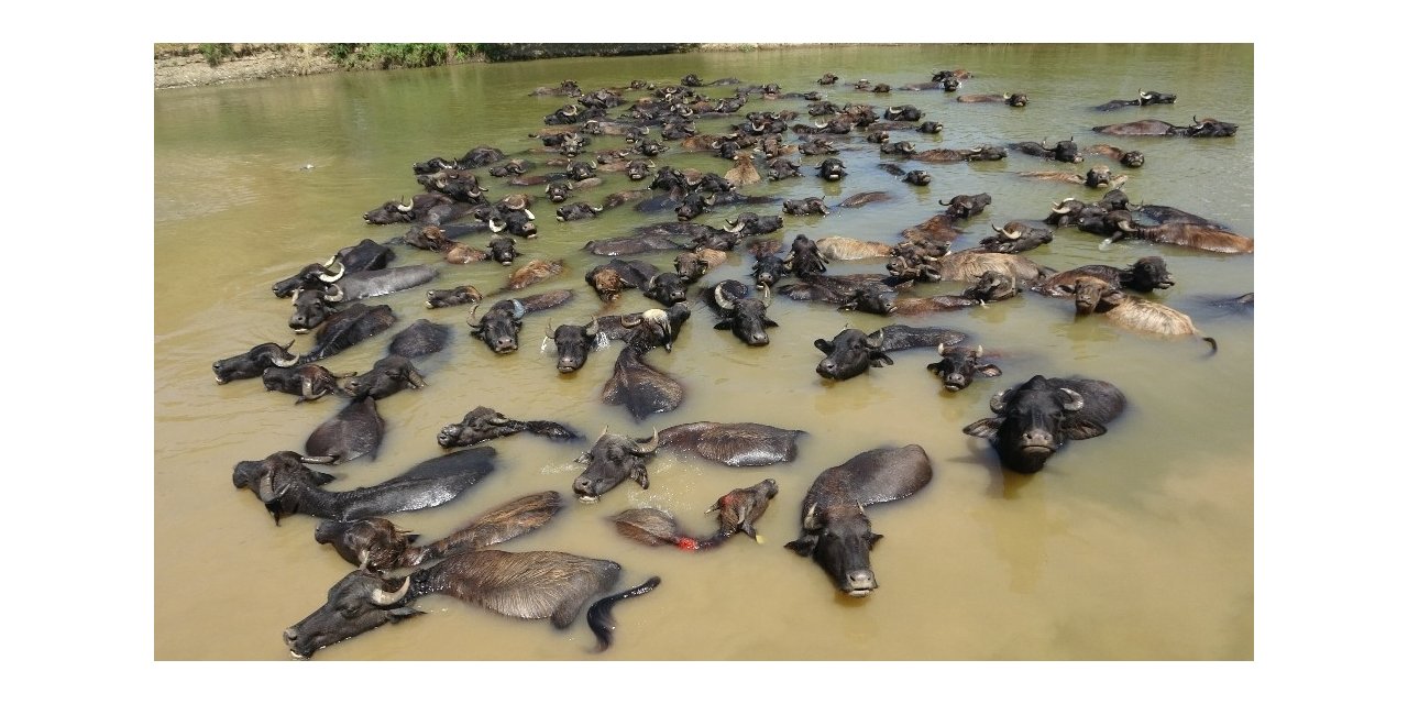 Düzce’de 5 bin 54 çiftçiye 3 milyon lira destek verilecek