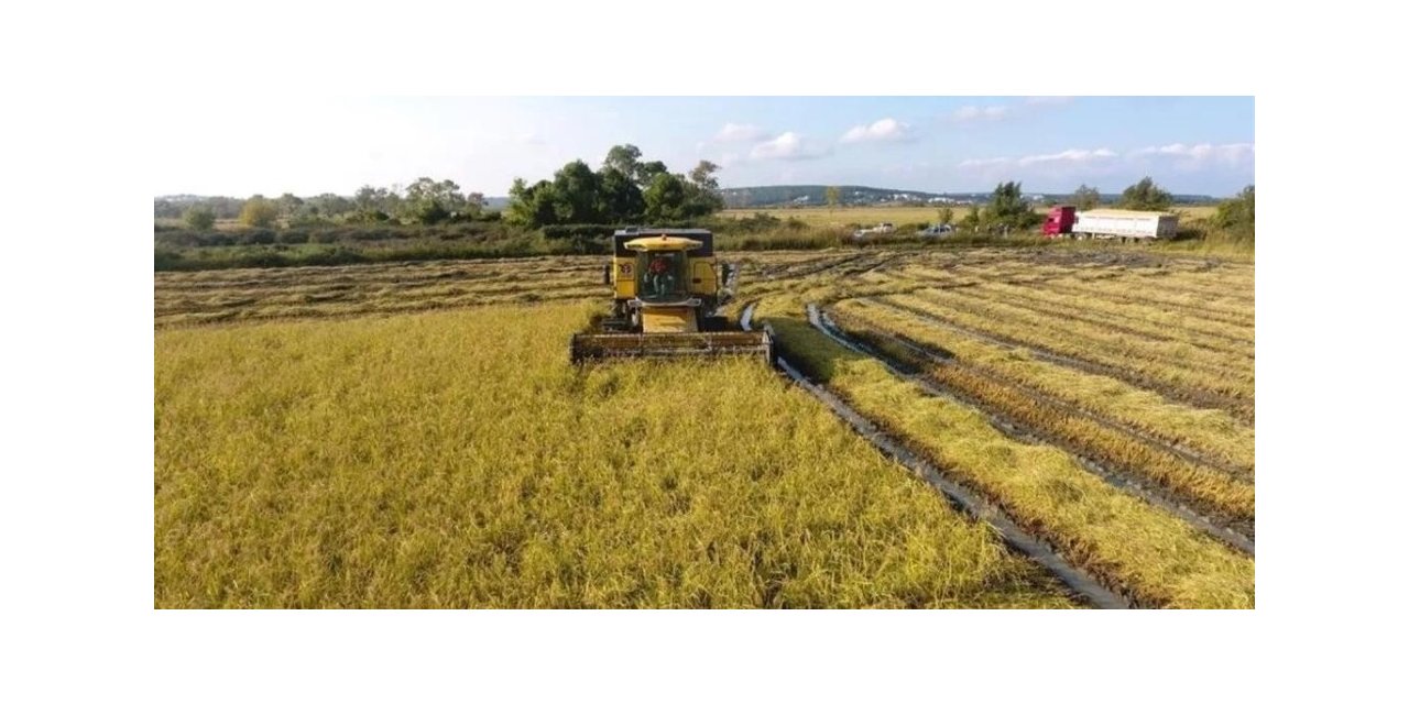 Düzce’de çeltik hasadına devam ediliyor