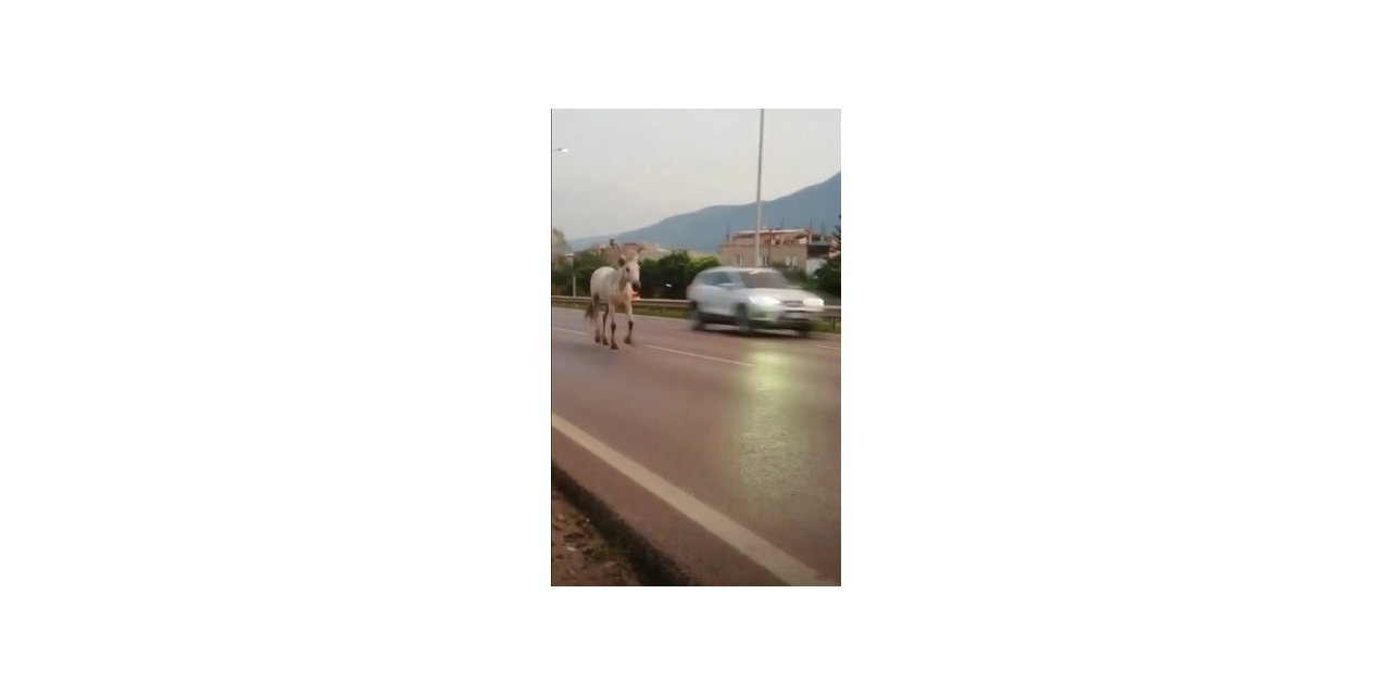 Bursa caddeleri hayvanat bahçesine döndü