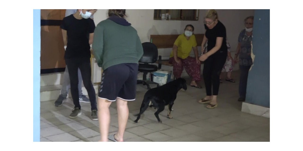 Ev yangınında dumandan etkilenen köpeği itfaiye kurtardı