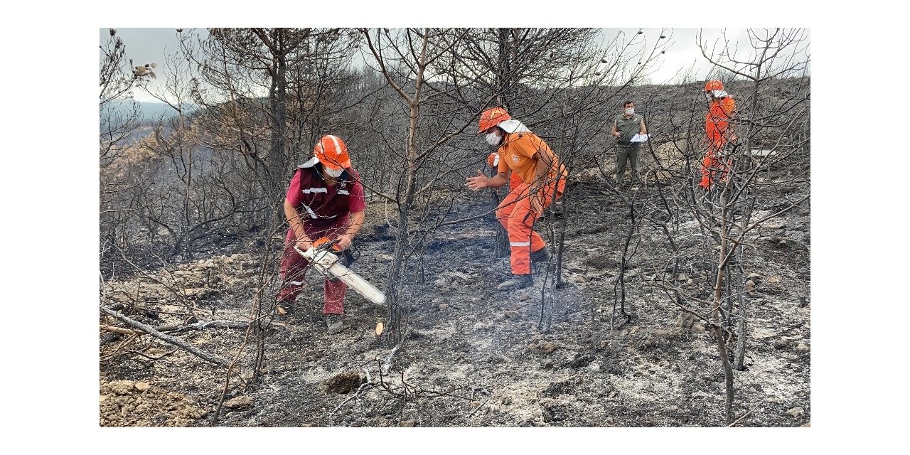 Hatay’da yanan ormanlık alana fidan dikmeyin uyarısı