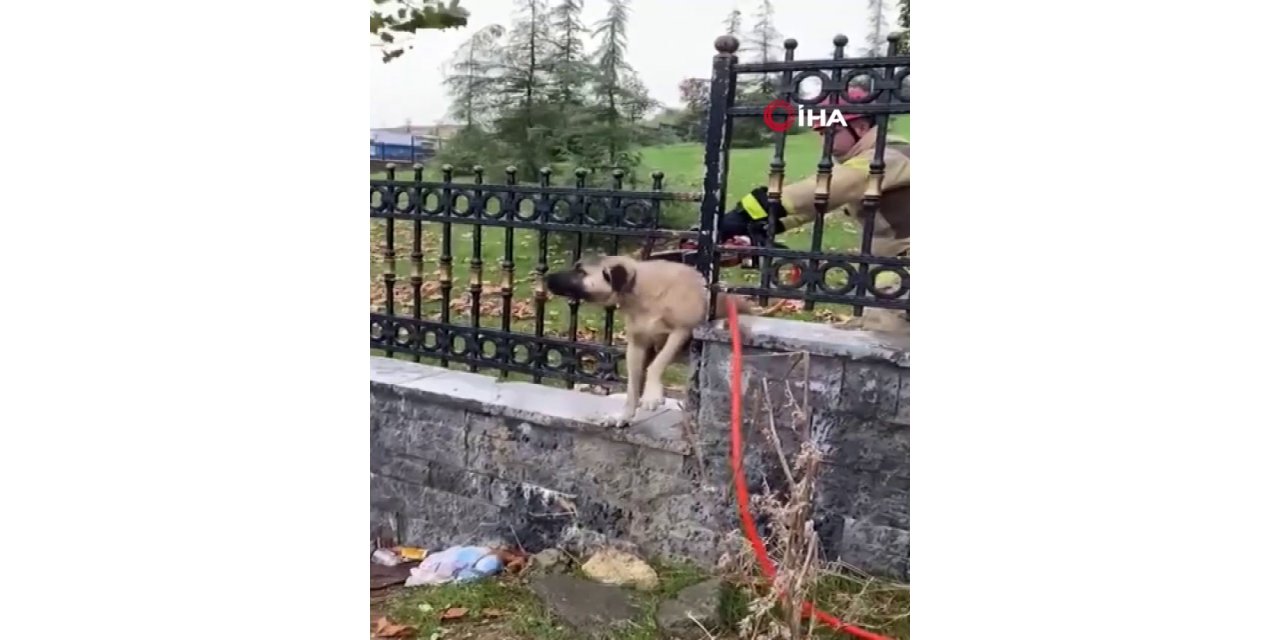 Demir korkuluklara sıkışan köpeğin imdadına itfaiye koştu