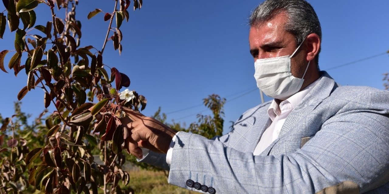 Armut ağacı ekim ayında çiçek açıp ikinci defa meyve verdi