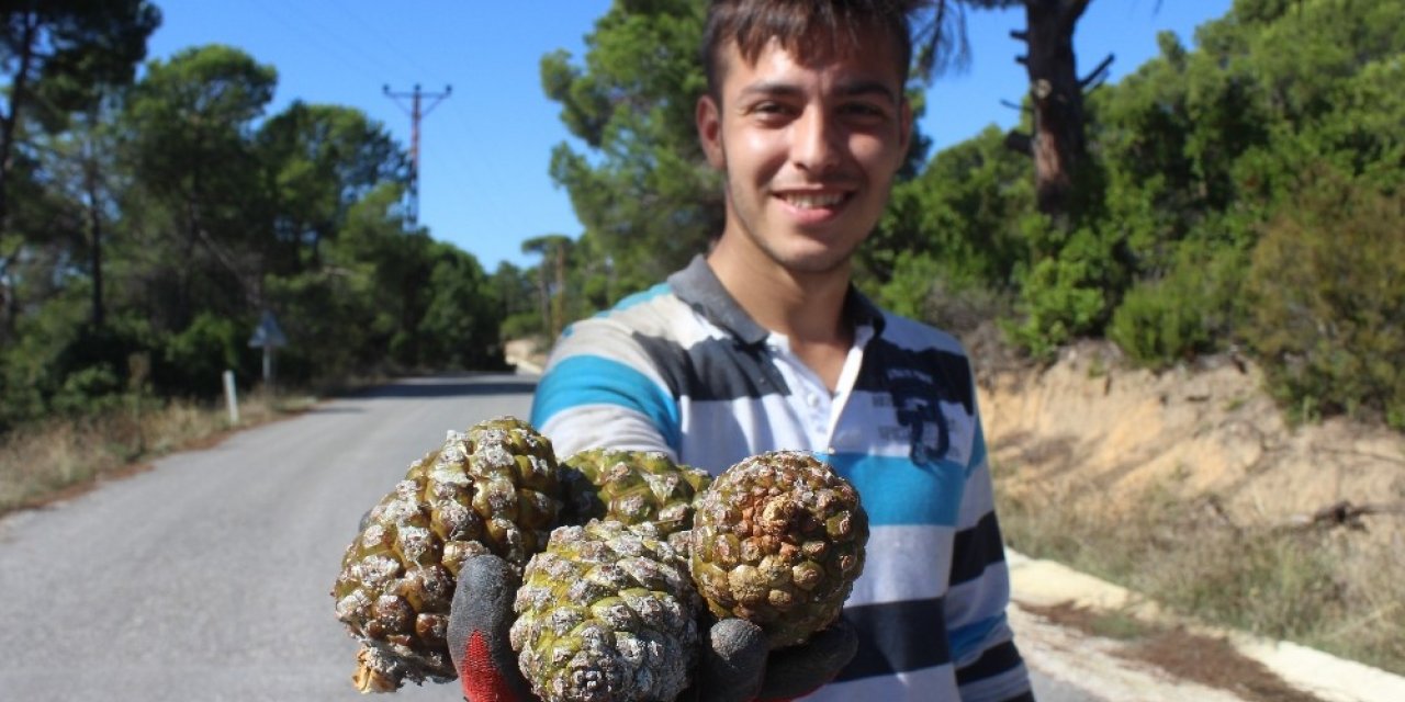 Kilosu tam 800 lira...Ölümü göze alıp fıstık gibi hasat