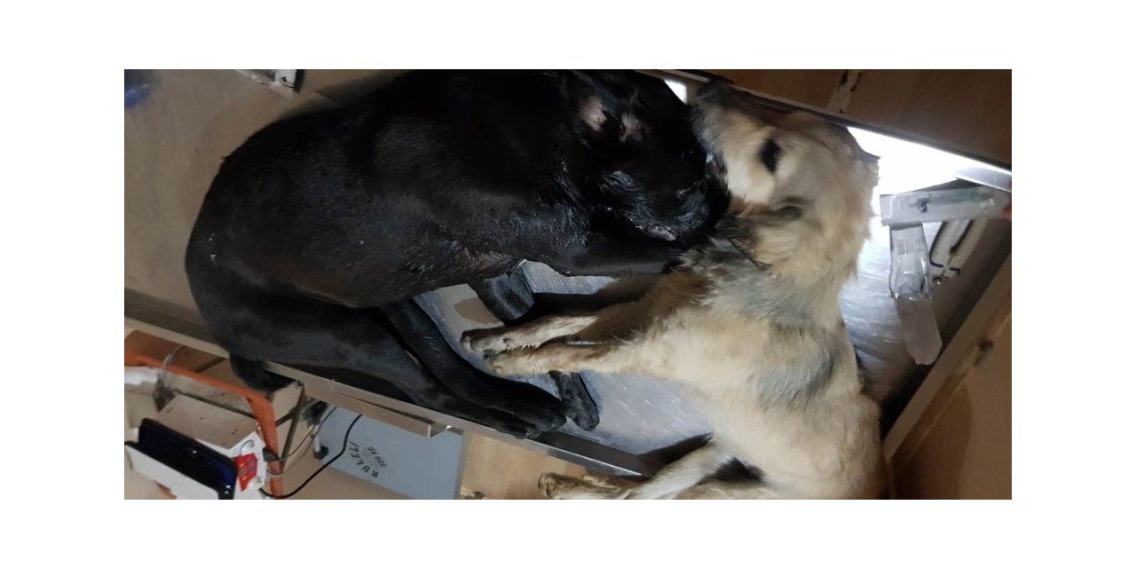 16 köpeği zehirleyerek öldürdüler...2 kişi gözaltında