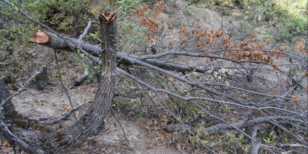 Keçilerine yedirmek için 34 meşe ağacını kesen çobana 12 bin lira ceza