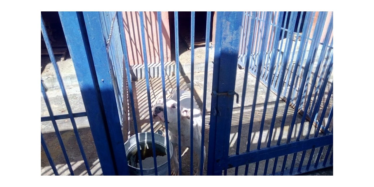 Tehlikeli ırk köpek besleyen 3 kişiye 38 bin TL para cezası