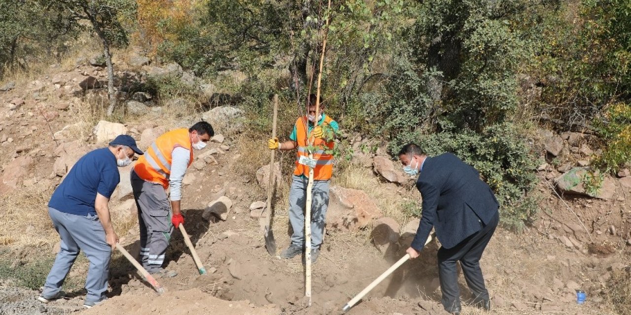 Talaslı Muhtarlar Ali Dağı’na ağaç dikti