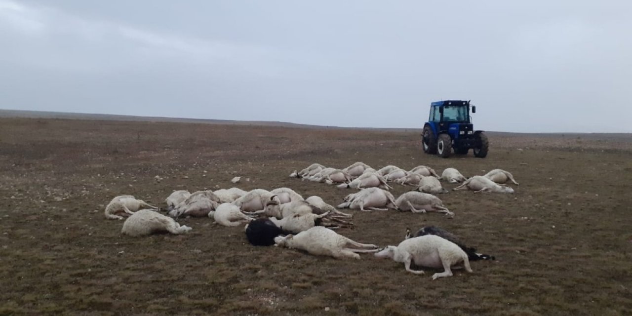 Üzerine yıldırım düşen sürüdeki 34 koyun telef oldu