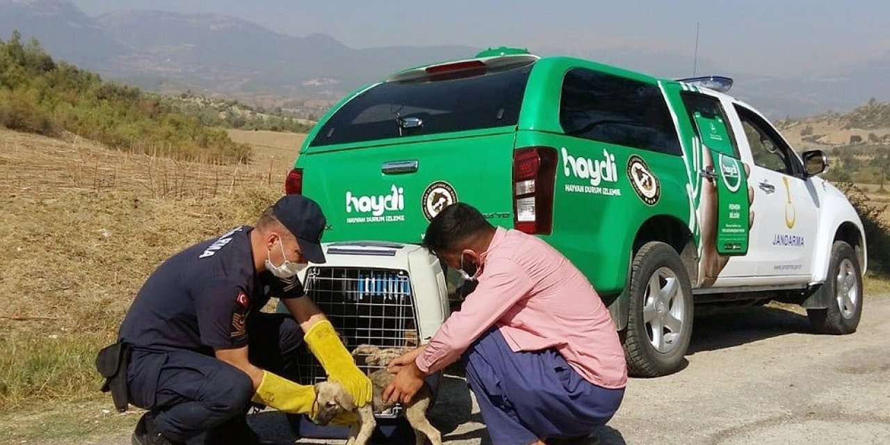 Terk edilen yavru köpeklerin imdadına jandarma yetişti