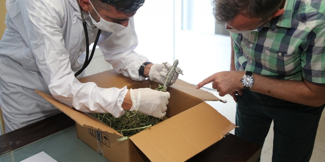 İş yerinde bulduğu bukalemunu Akdeniz Belediyesi ekiplerine teslim etti