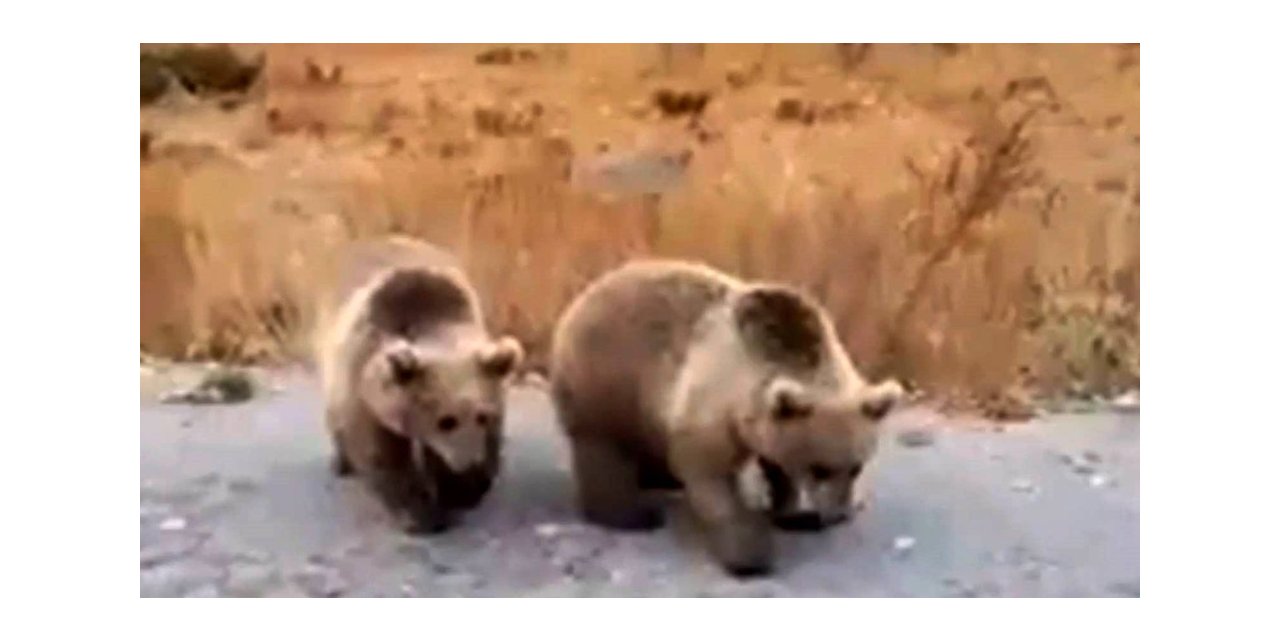 Nemrut ziyaretçilerine kardeş boz ayılardan karşılama