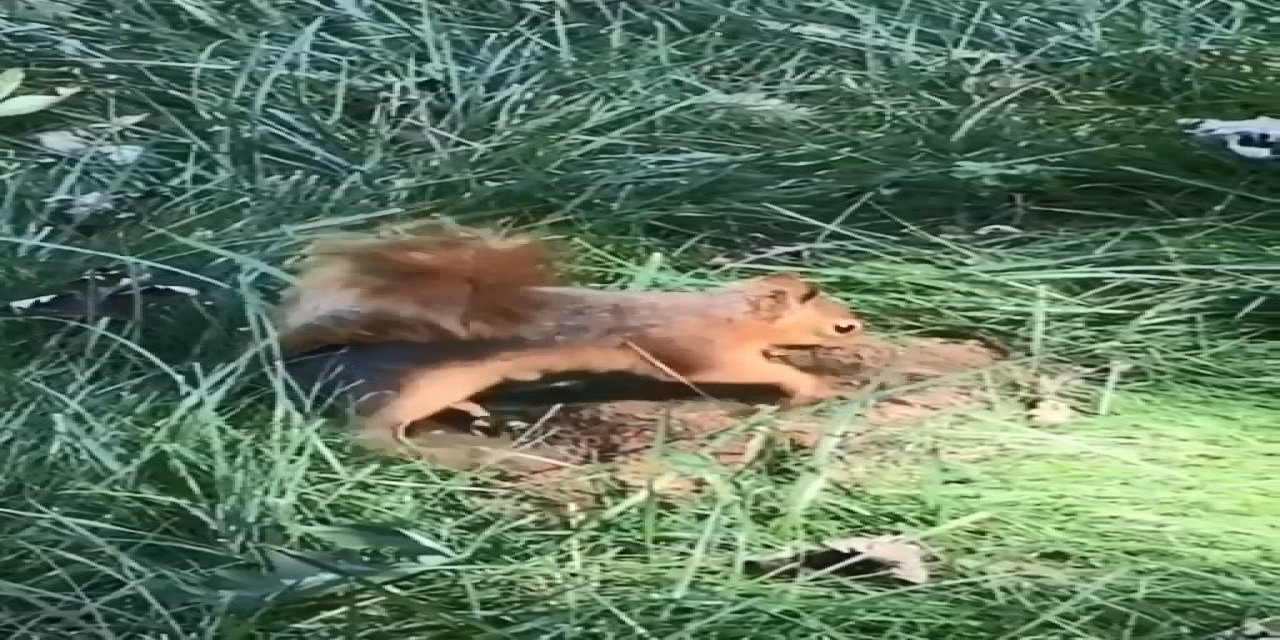 Hamarat sincap kışlık yiyeceğini böyle gömdü