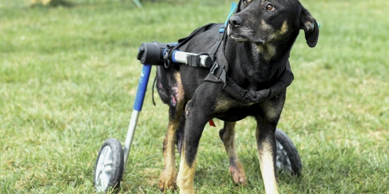 Umut isimli köpek özel tasarlanan ortopedik yürüteçle hayata tutunuyor