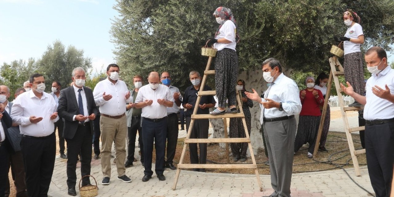 Anıt ağacın zeytini Cumhurbaşkanı Erdoğan’a gönderilecek