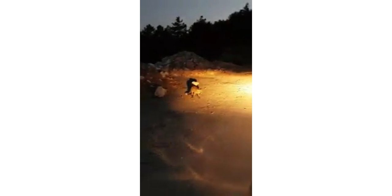 Karşısına çıkan tilkiyi ekmekle besledi