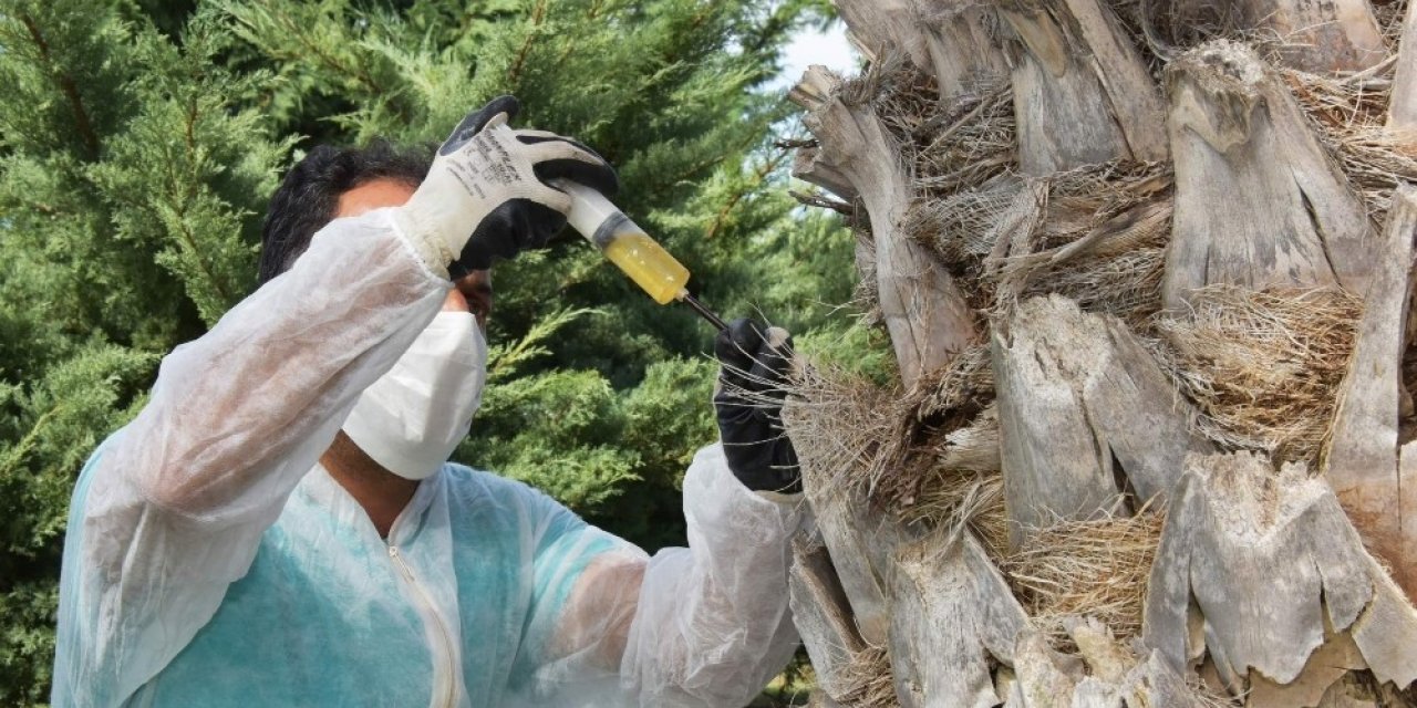 Aliağa Belediyesinden kırmızı palmiye böceğine karşı etkin mücadele