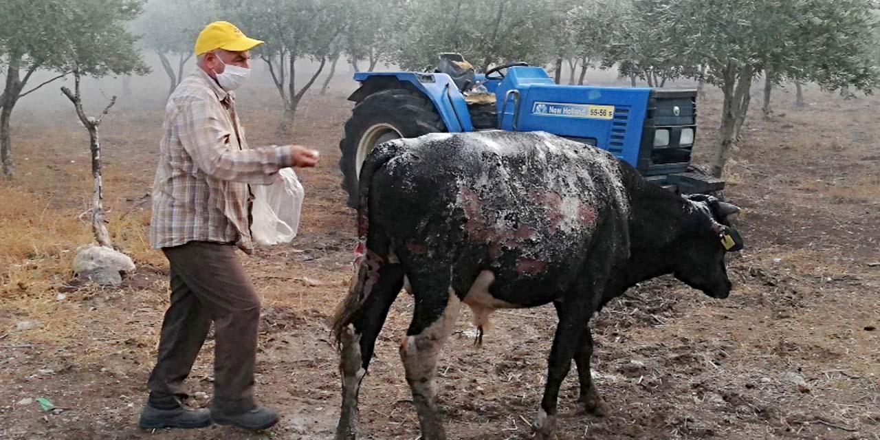 Çiftlikte çıkan yangın 3 saatte söndürüldü! Yanan ineğini tuzla ovdu