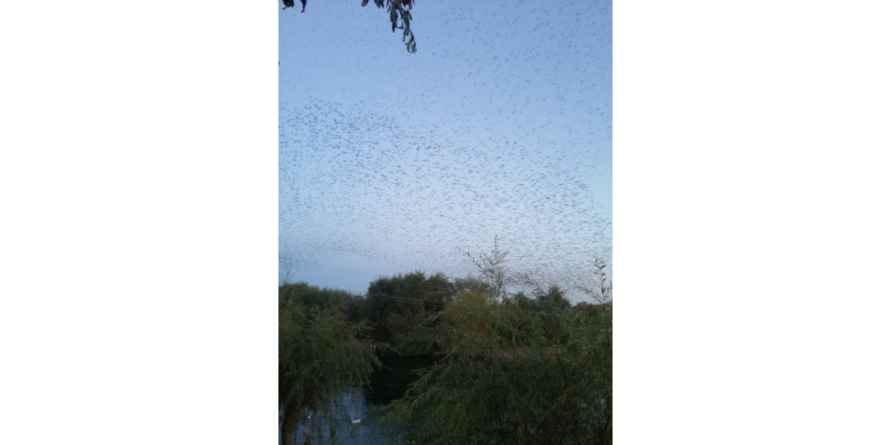 Kuşların gökyüzünde muhteşem dansı