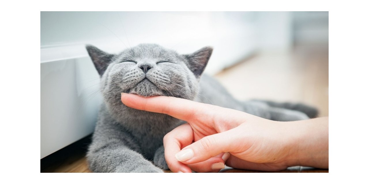 Türkiye’nin yüzde 19’u kedi sahibi