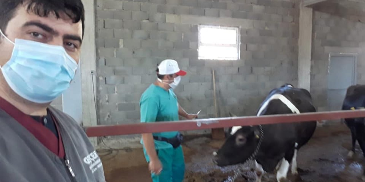 Konya'da at eşek ve katırlara mikroçip takıldı