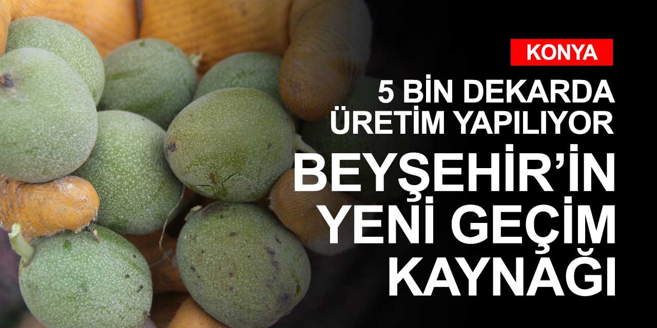 5 bin dekarda üretimi yapılan ceviz Beyşehir'in yeni geçim kaynağı