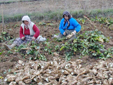 3 çeşit pancar hasadı yapıldı