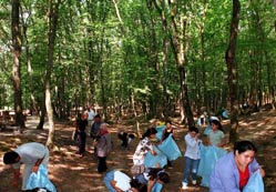 Ormanlar şehirlilere geçti