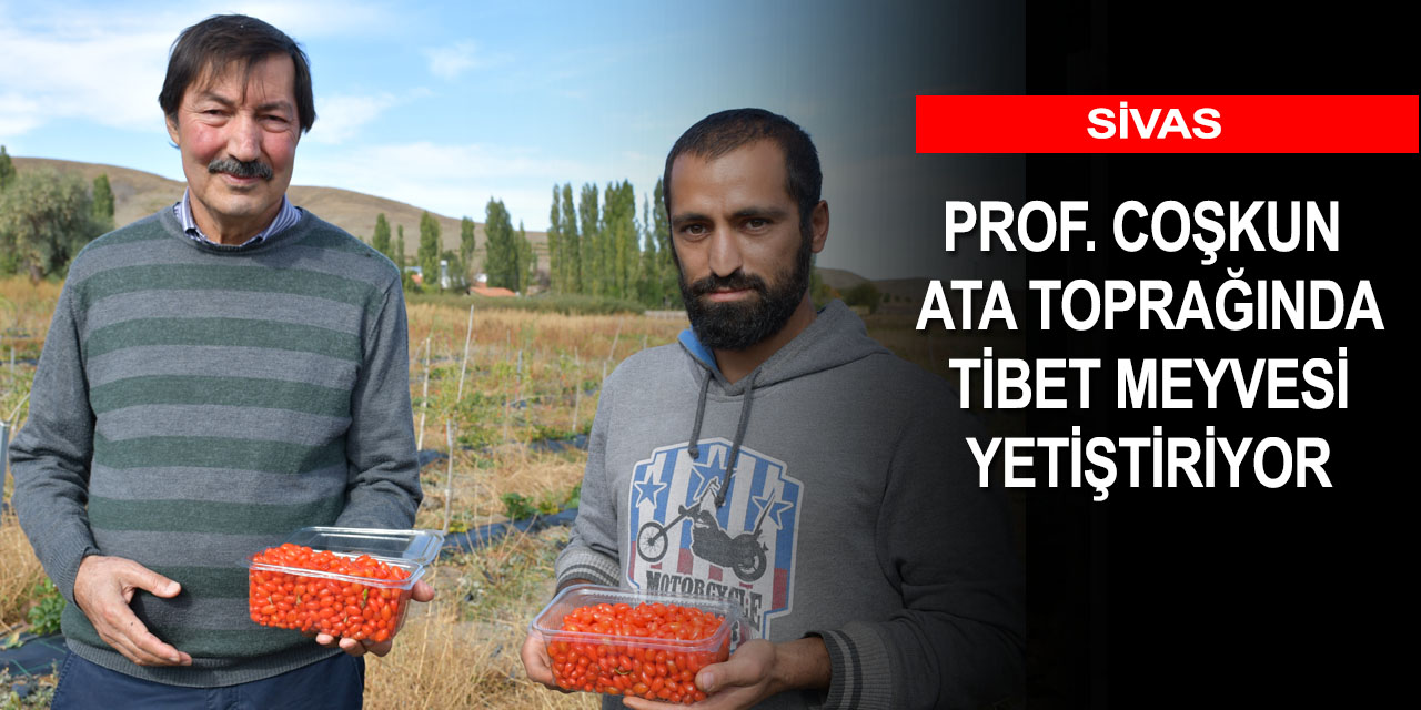 Konya'da yaşayan Profesör ata ocağında goji berry yetiştiriyor