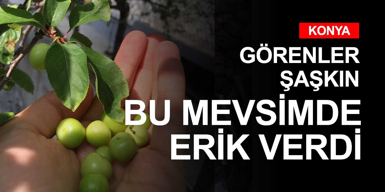 Konya'da bir meyve ağacı Kasım ayına rağmen meyve verdi