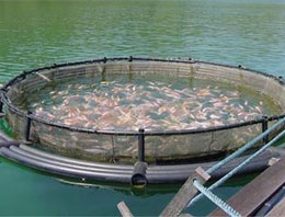 Balık çiftlikleri için robot geliştirdiler