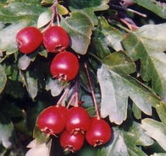 Sağlık için yabani meyveler