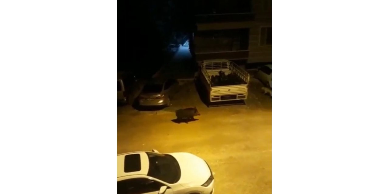 Aç kalan domuz şehir merkezine indi