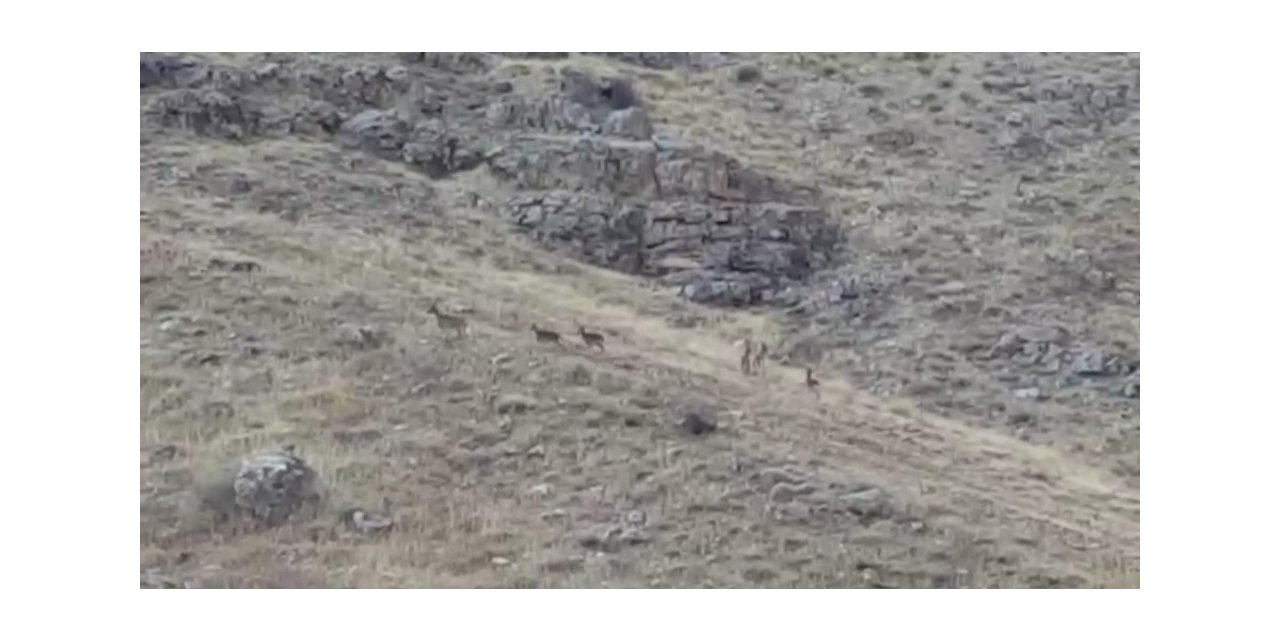Elazığ’da dağ keçileri sürü halinde görüntülendi