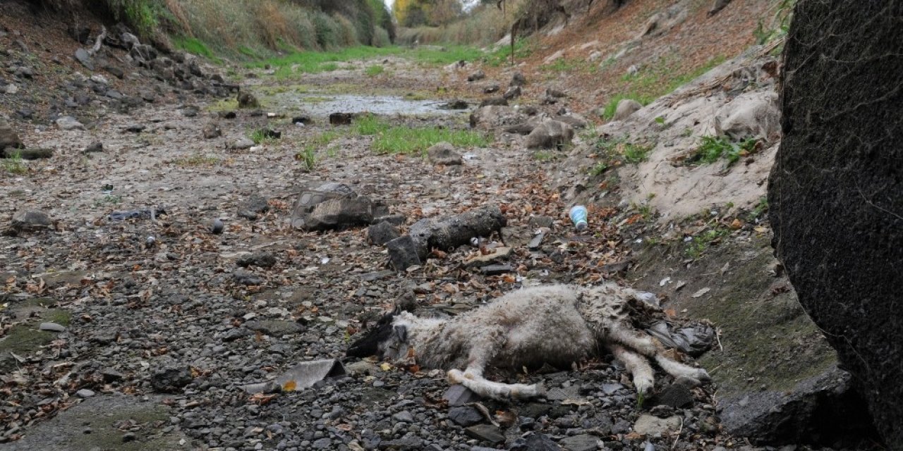 Suyu çekilen kanalda hayvan leşleri bulundu