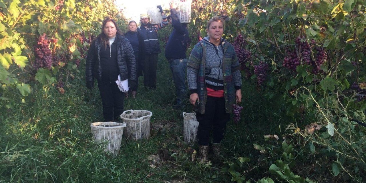 Üzüm keserken saygı duruşunda bulundular