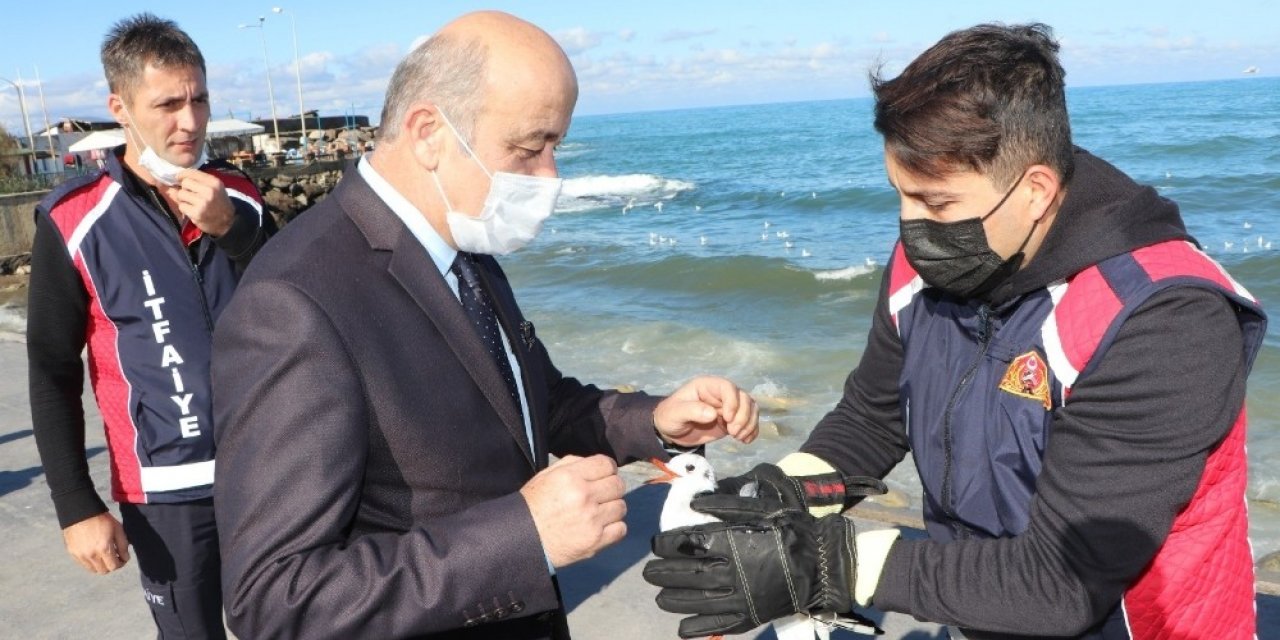 Yaralı martıya ilk müdahale başkan yardımcısından