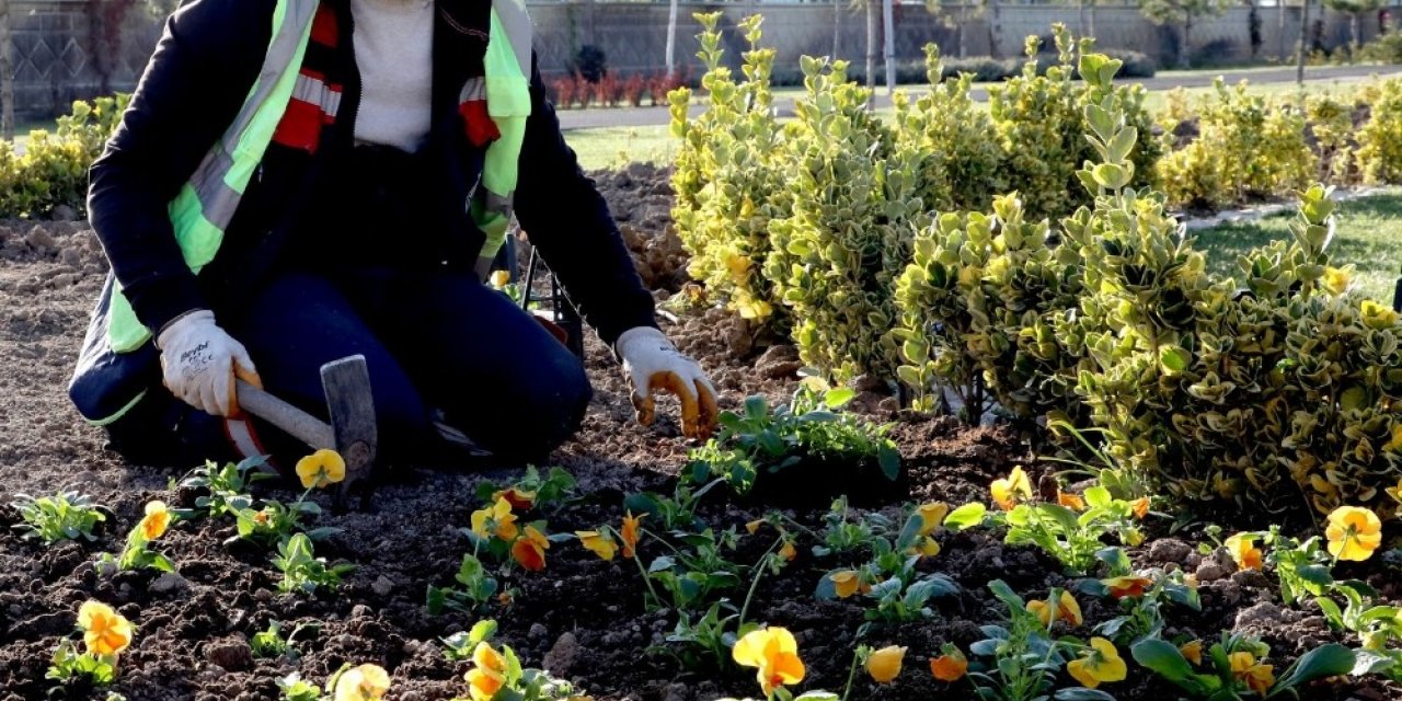 Afyonkarahisar’da 300 bin çiçek dikimi yapılacak