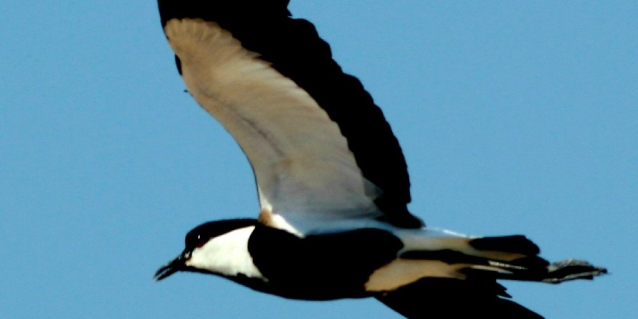 Türkiye’de kış aylarında çok nadir gözlenen Akçaylak, Serik’te ilk kez görüntülendi