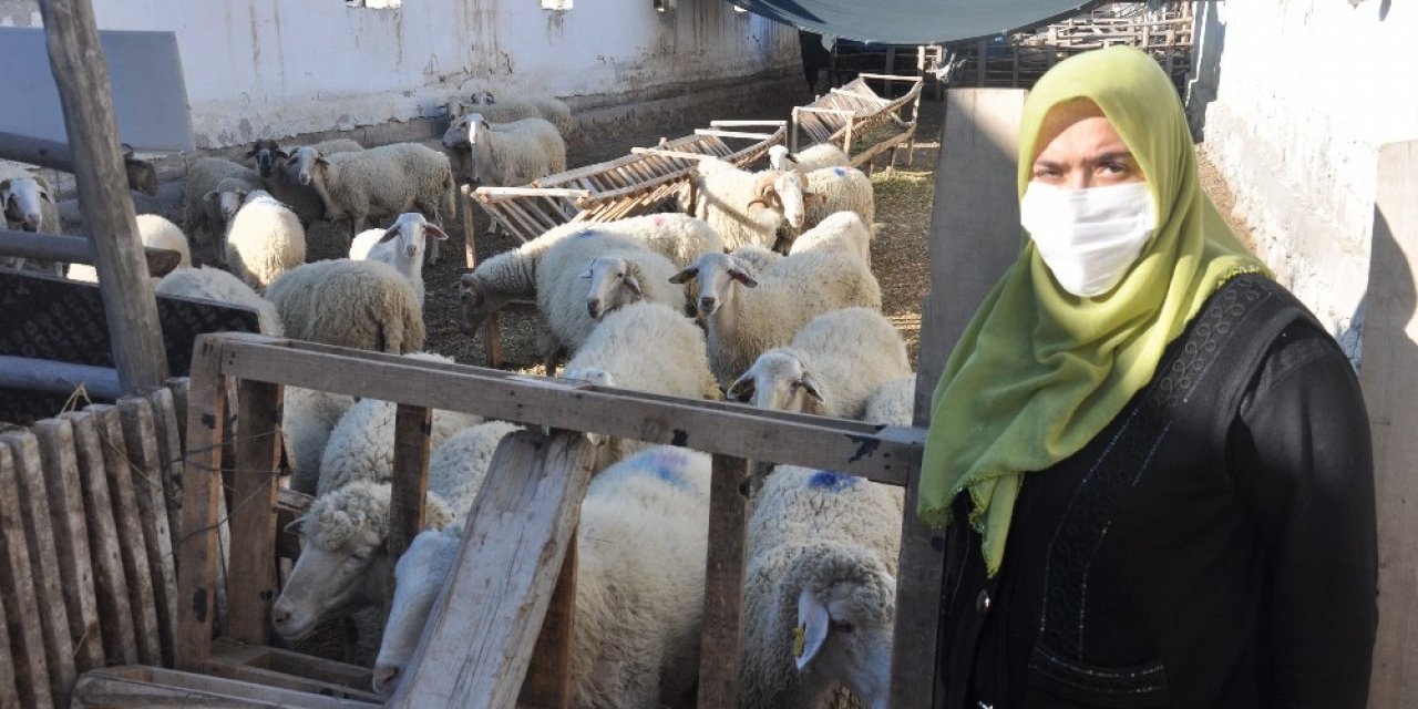 Afyonkarahisar’da koyunların zehirlendiği iddiası