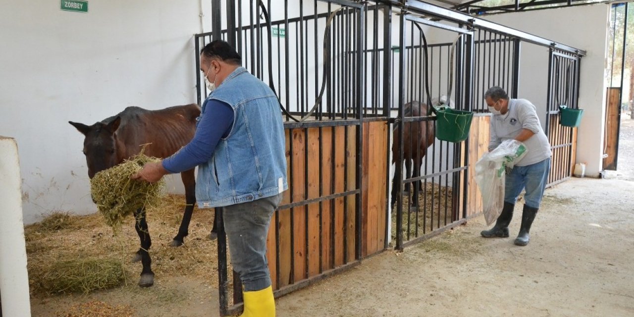 Mersin’de dere kenarında ölüme terk edilen atlar hayata tutundu