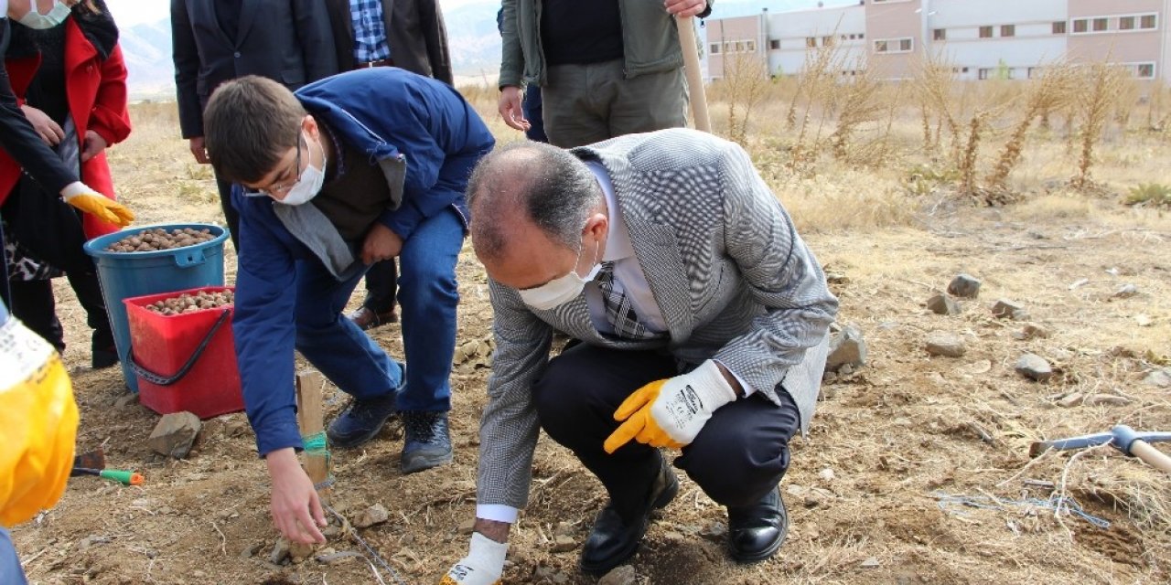 FÜ Fidan Üretim Merkezi’nde cevizler toprakla buluştu