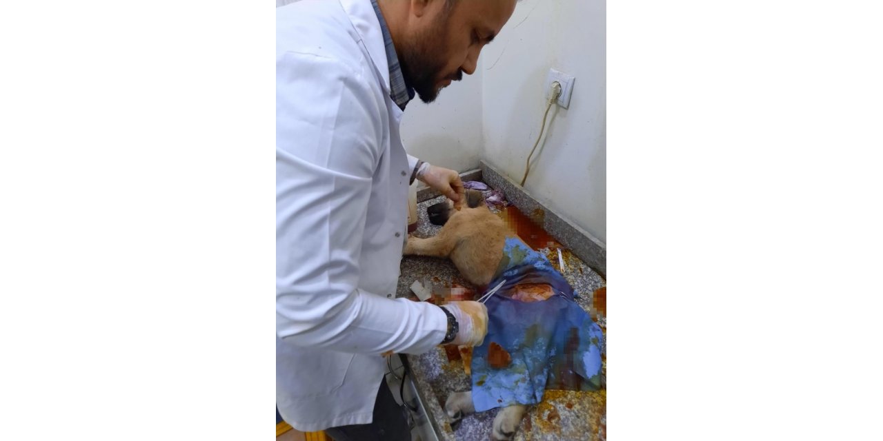 Sağlık çalışanları, kazada yaralanan köpeğe müdahale edip hayata tutunmasını sağladı