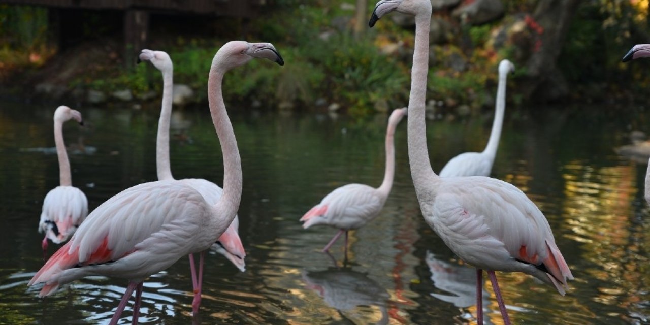 Bursa Hayvanat Bahçesi 22 yaşında