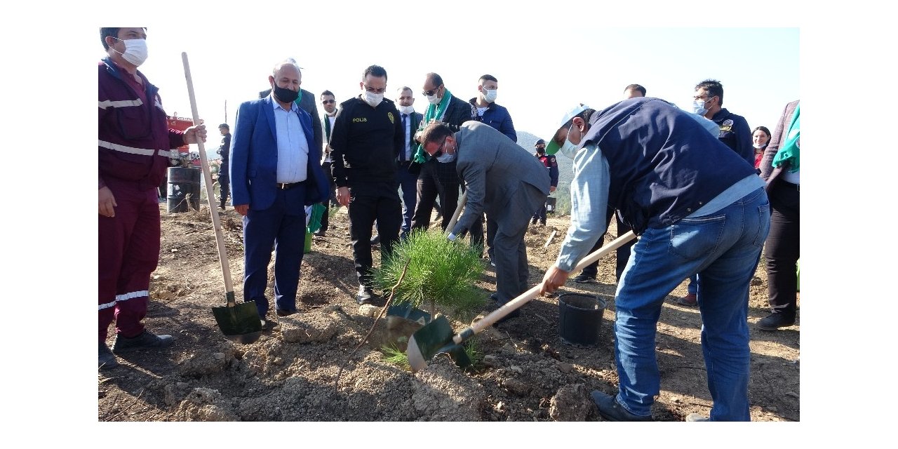 Küle dönen 200 hektarlık alanda ilk fidanlar dikildi