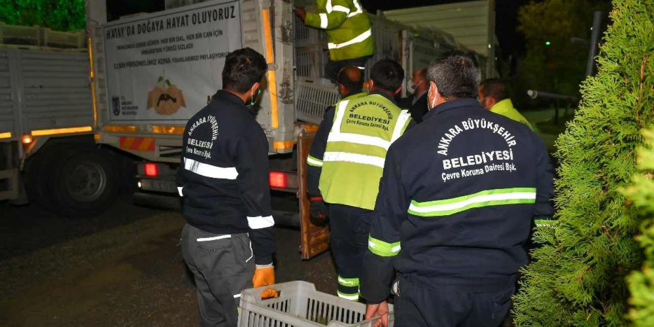 Ankara’dan gönderilen fidanlar Hatay’a can olacak